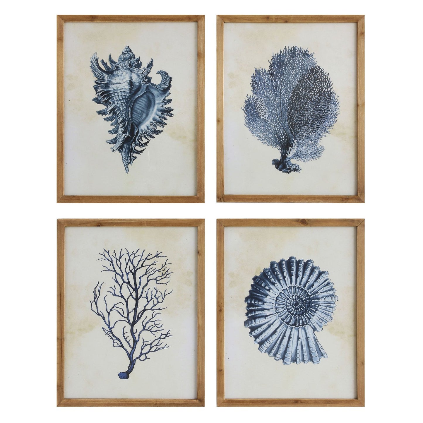 Framed Wall Decor with Coral and Shells, 4 Styles