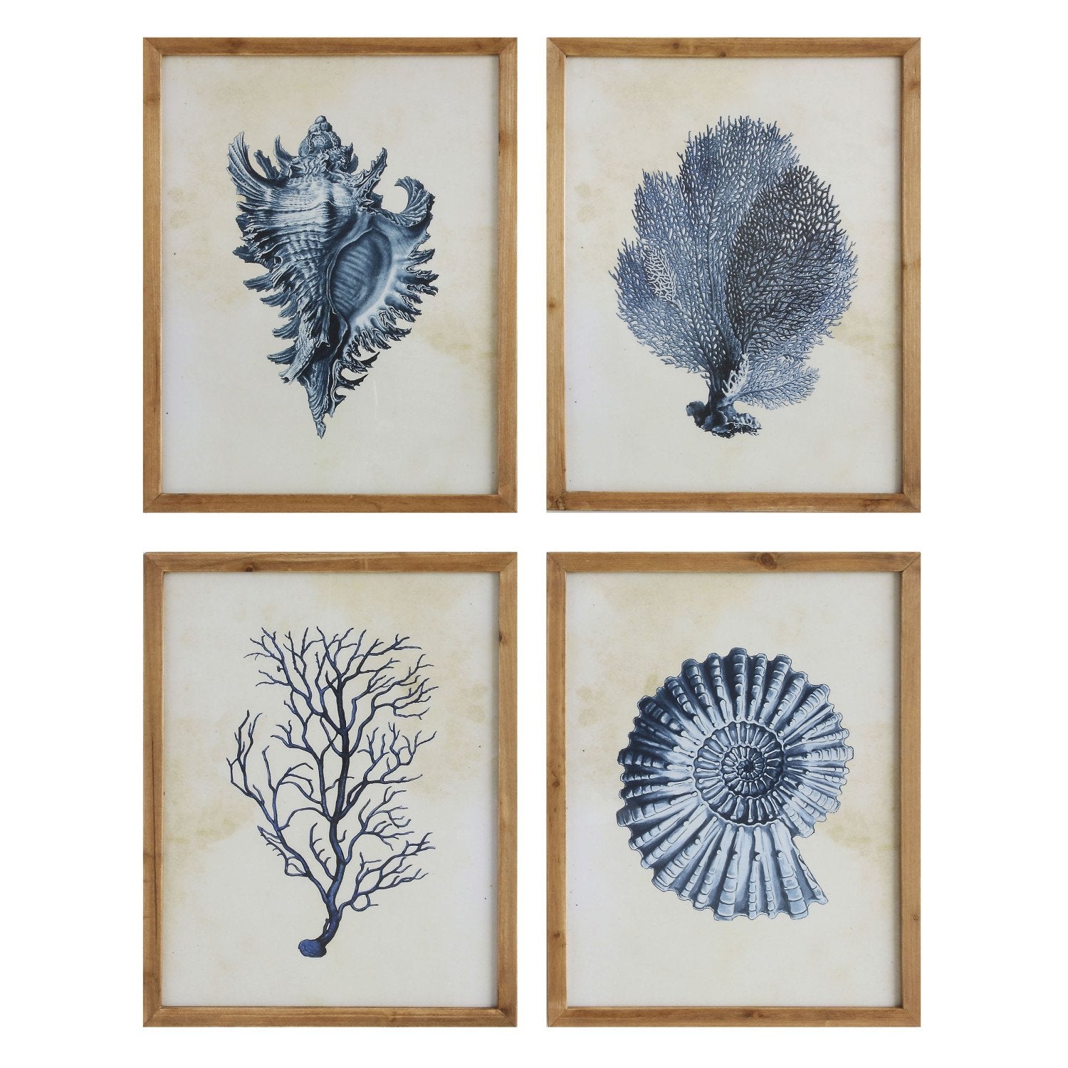Framed Wall Decor with Coral and Shells, 4 Styles